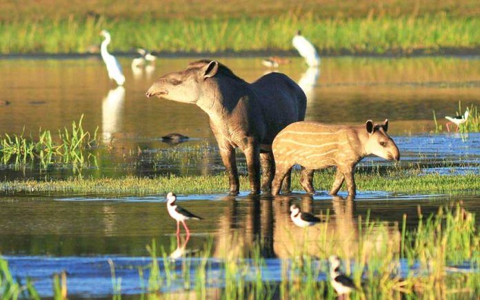 tapirus-terrestris-mammal-paraguay