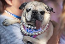 Dünýäde iň görmeksiz köpek saýlandy