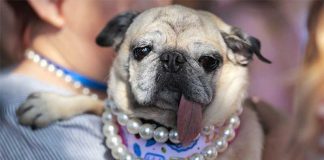Dünýäde iň görmeksiz köpek saýlandy