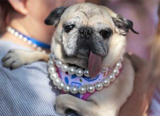 Dünýäde iň görmeksiz köpek saýlandy