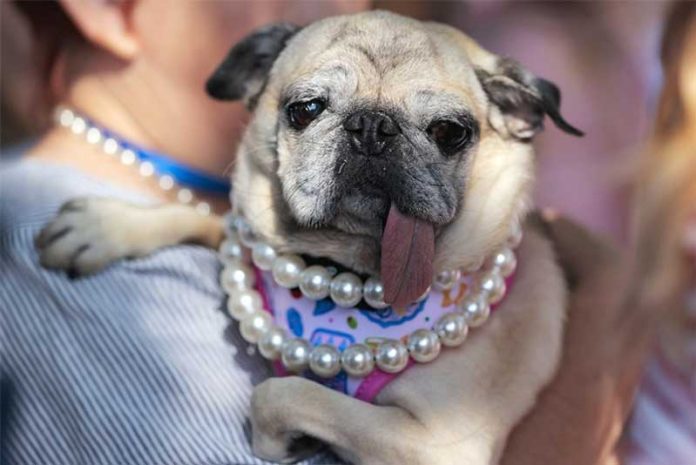 ugliest-dog-it-kopek