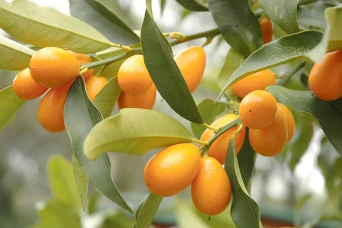Citrus-japonica-sitrus-citrus