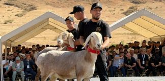 Million dollarlyk “Araşan” goçy