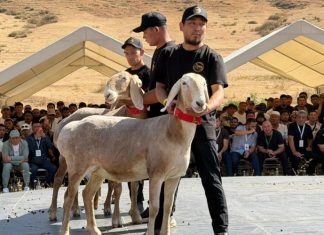 Million dollarlyk “Araşan” goçy