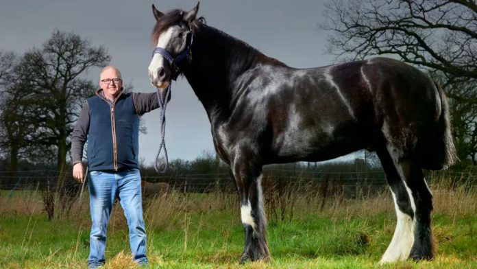 biggest-horse-hugo
