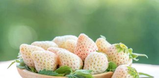 Ananas tagamly ýertudana