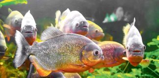 Piranýa – Günorta Amerikada ýaşaýan ýyrtyjy balyk