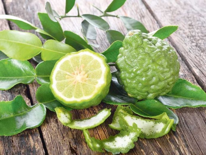 bergamot citrus sitrus
