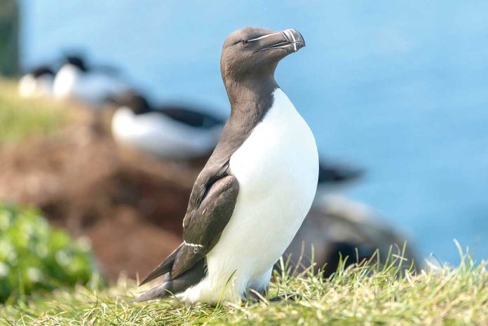 gagarka-pinguinshaped-bird